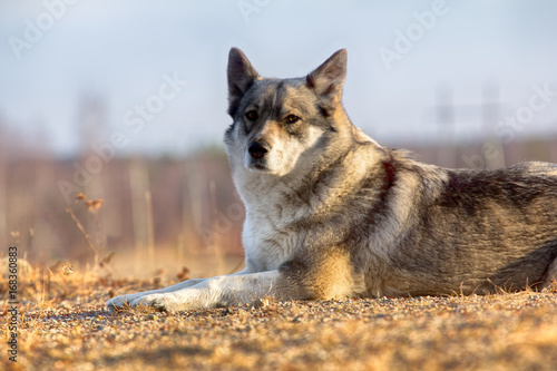 The East Siberian Laika (related breed husky). photo