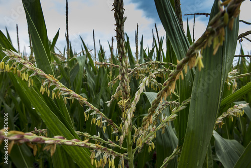 Corn growing in the field during the early ripening period