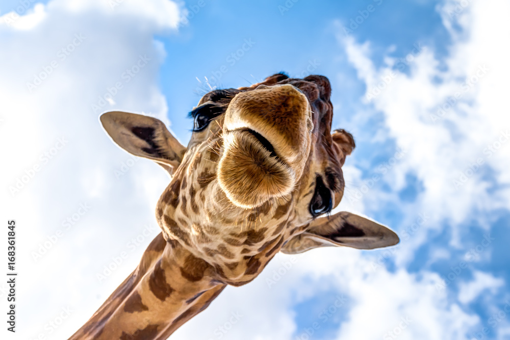 Obraz premium Zbliżenie głowy żyrafy podczas safari w RPA