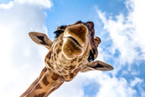 Close-up of a giraffe head during a safari trip South Africa