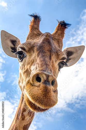Close-up of a giraffe head