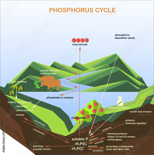 Scheme of the Phosphorus cycle, flats design vector illustration