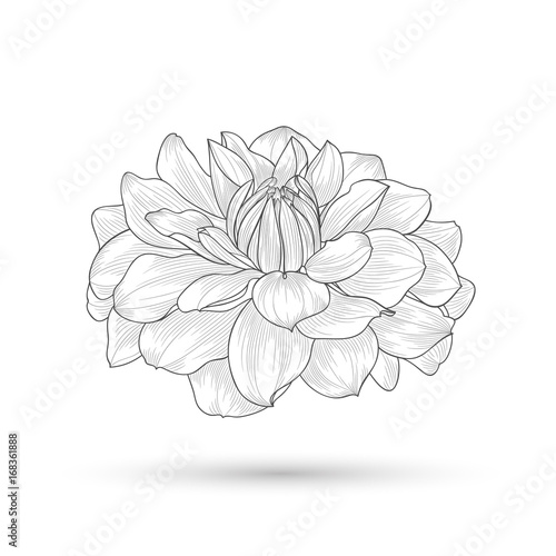 Fototapeta Naklejka Na Ścianę i Meble -  Abstract floral background. Vector flower dahlia. Element for design.