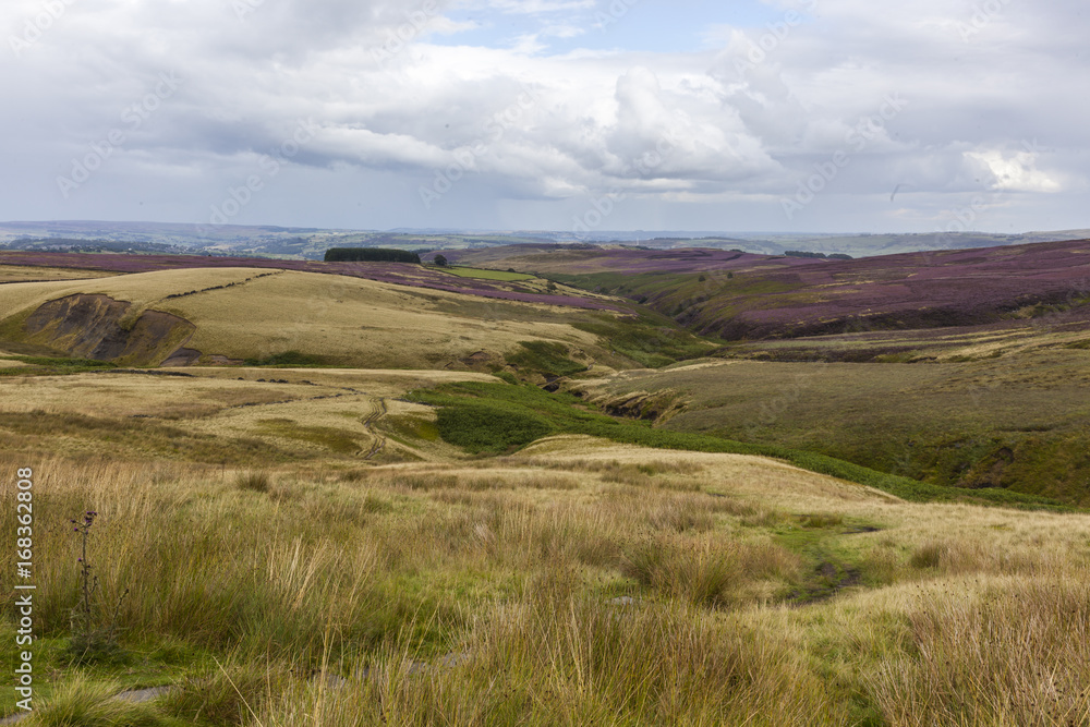 Obraz premium bronte and the moors