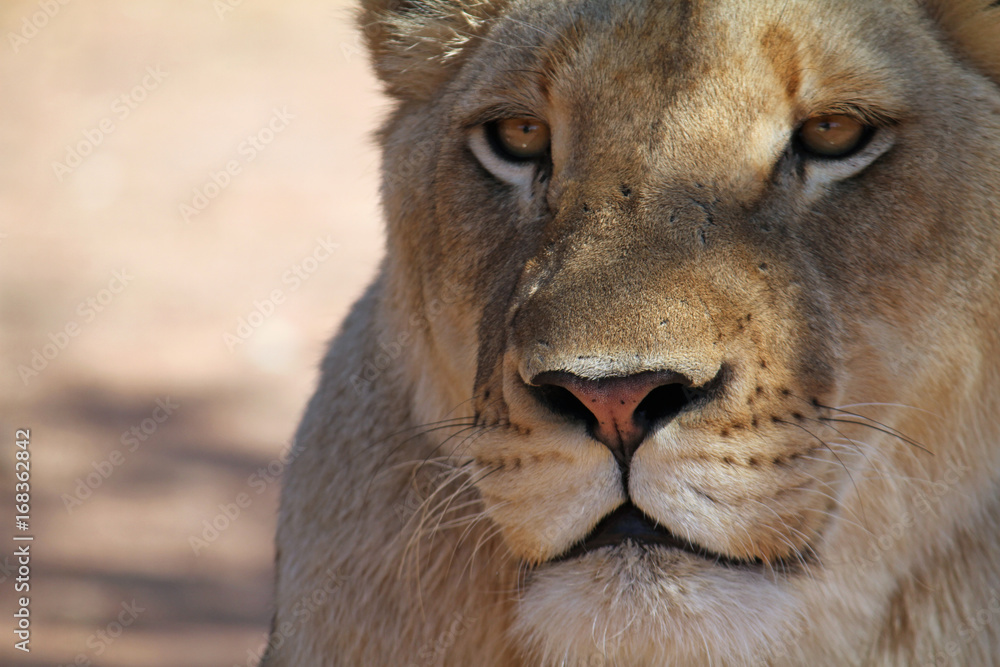 Fototapeta premium Lioness in the shade