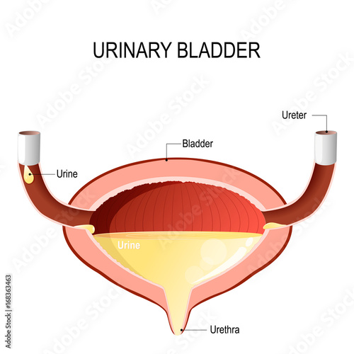 Urinary bladder with urine.
