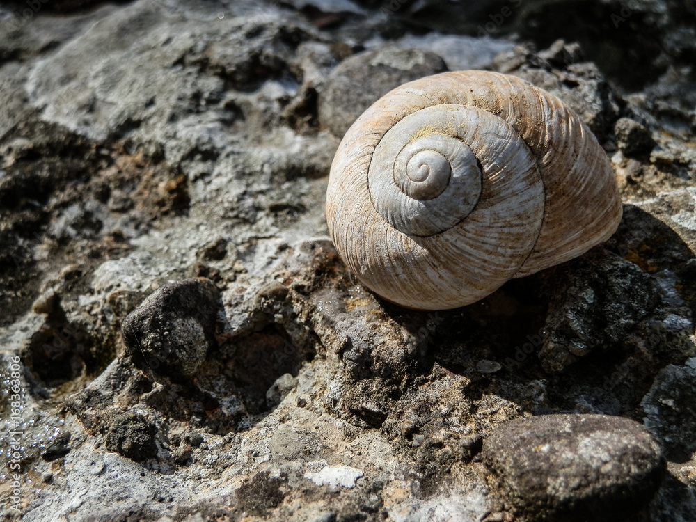 Beautiful sea snail shell on rock Beautiful sea snail shell on rock