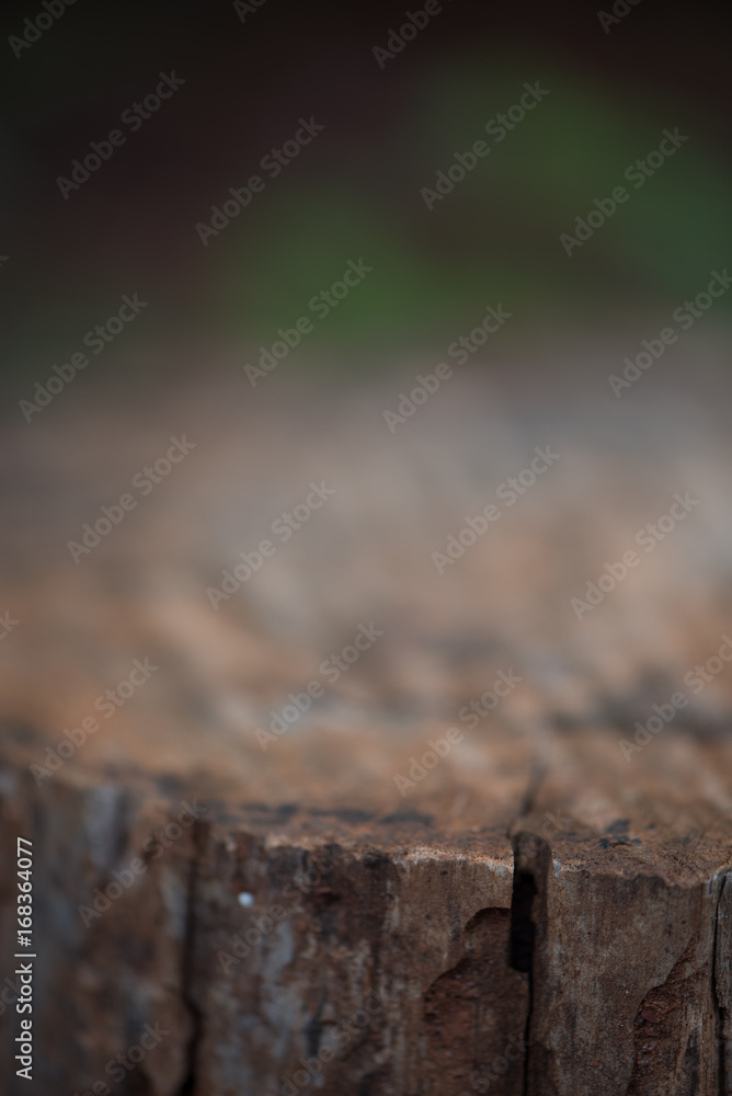 Fototapeta premium Top of Sliced Log Blurred