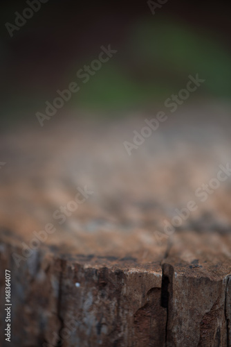 Top of Sliced Log Blurred © Melanie