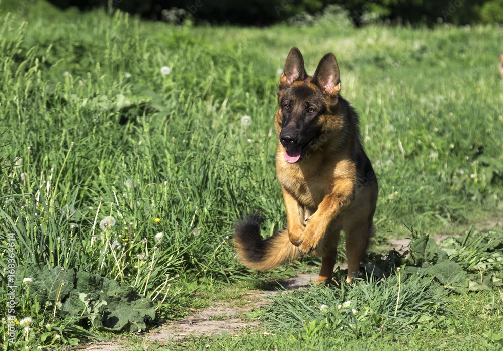 German shepherd runs in the summer park