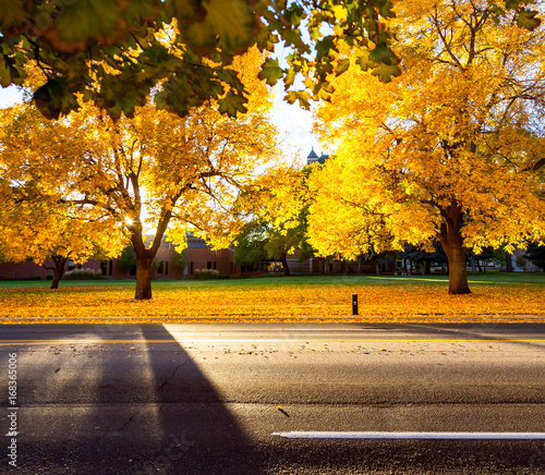 Yellow Oak Trees In Fall Along A Street