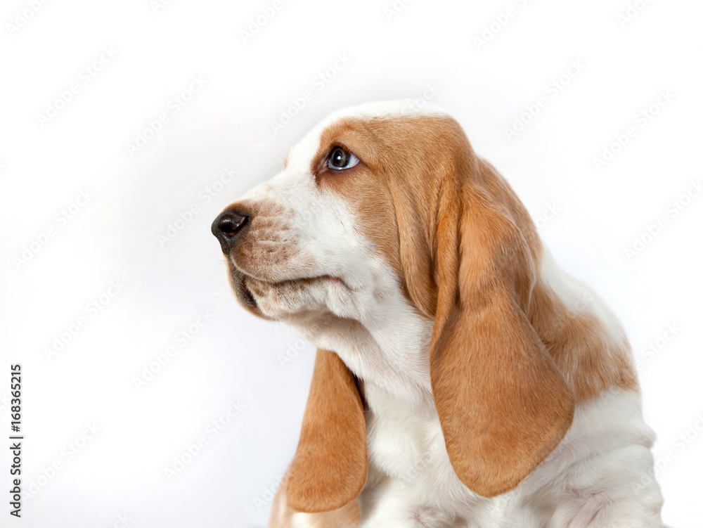 Basset Hound puppy portrait on a white background in profife Basset Hound puppy portrait on a white background in profife