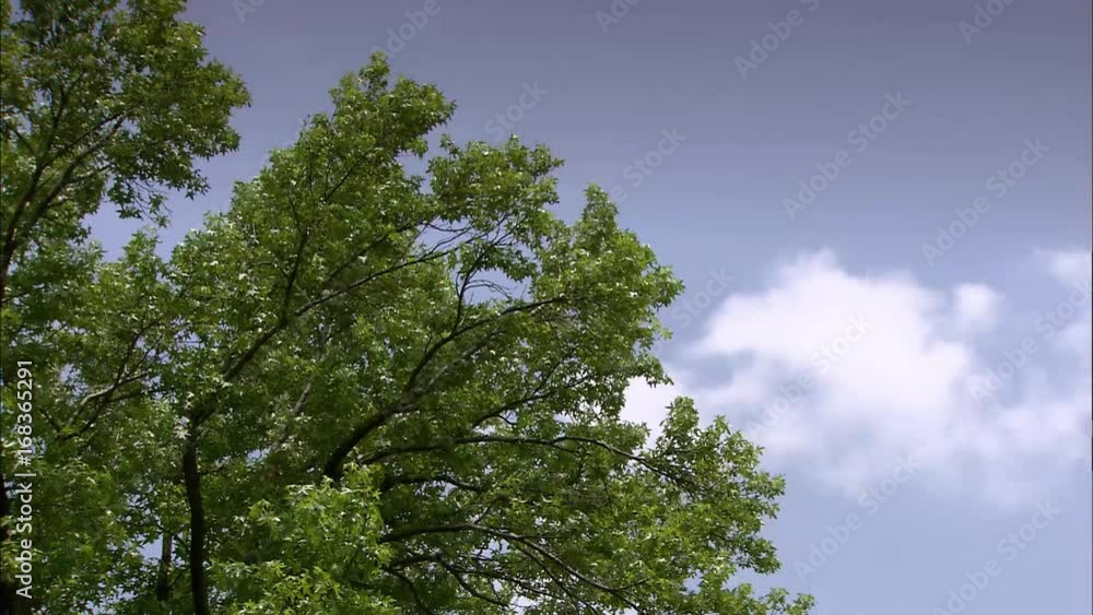 Wind blowing through trees Wind blowing through trees