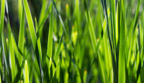 Green Plant Blades