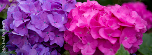 Pink and Blue Hydrangeas background. © Swetlana Wall