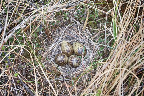 Snipe nest in sedge swamp photo