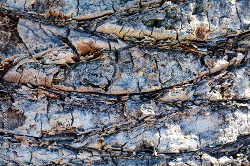 Palma tree trunk  abstract background