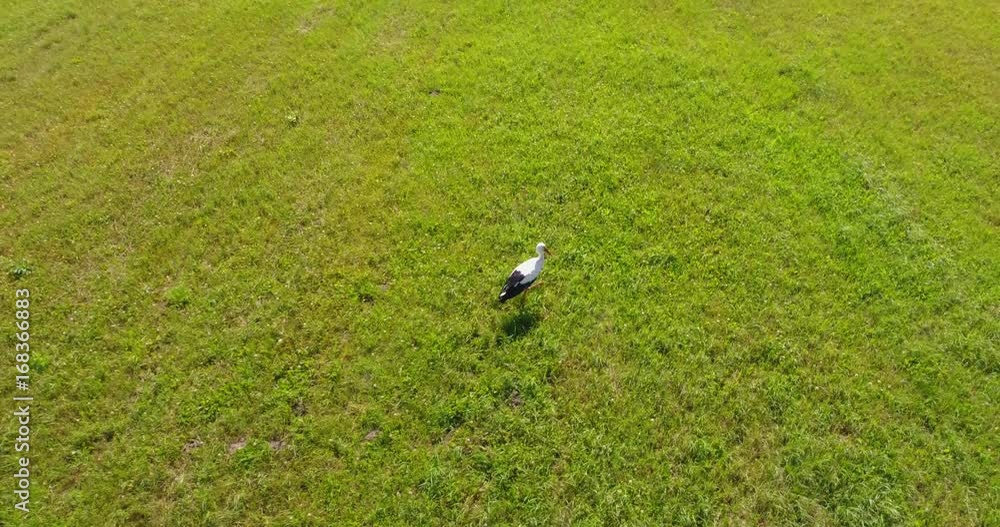 Low altitude aerial following stork bird walking over just cut grass slow and steady flight storks are large long-legged long-necked wading birds with long stout bills.