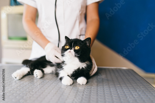 Принти на полотні Beautiful exotic shorthair cat at veterinary