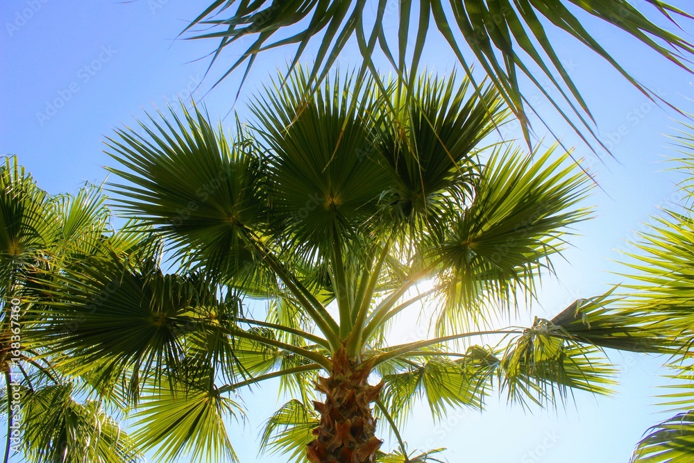 Fototapeta premium Tropical vegetation in the park of the 100th anniversary of Ataturk (Alanya, Turkey).