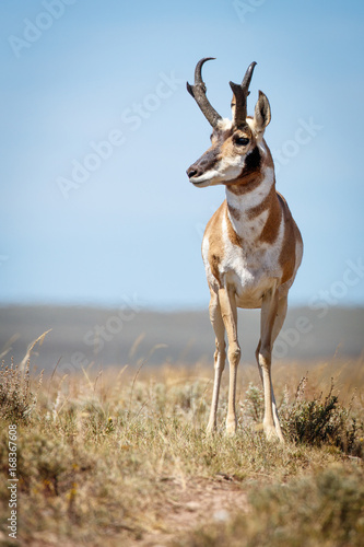 Male pronghorn antelope