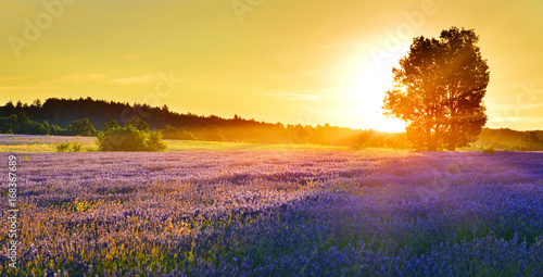 Lavender field at sunrise