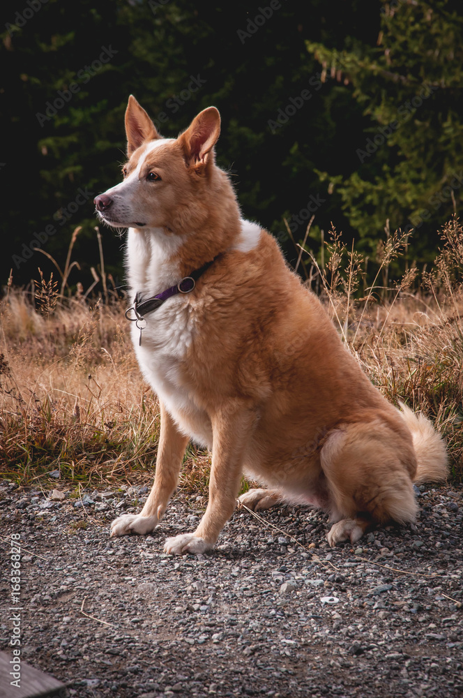 Naklejka premium Beutiful red hair dog.
