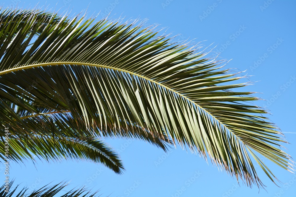 Palm tree leaves against the clear sky