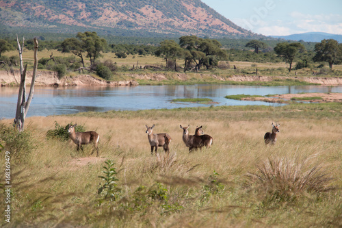 A group of waterbucks in Ruaha National Park