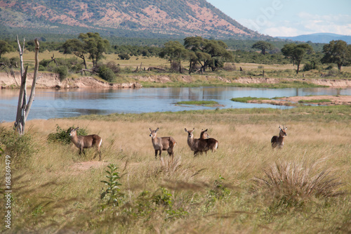 A group of waterbucks in Ruaha National Park photo