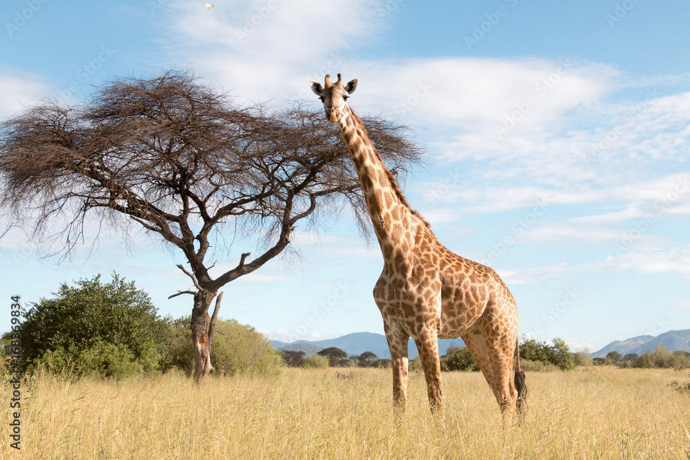 A large giraffe in a Ruaha National Park - obrazy, fototapety, plakaty 