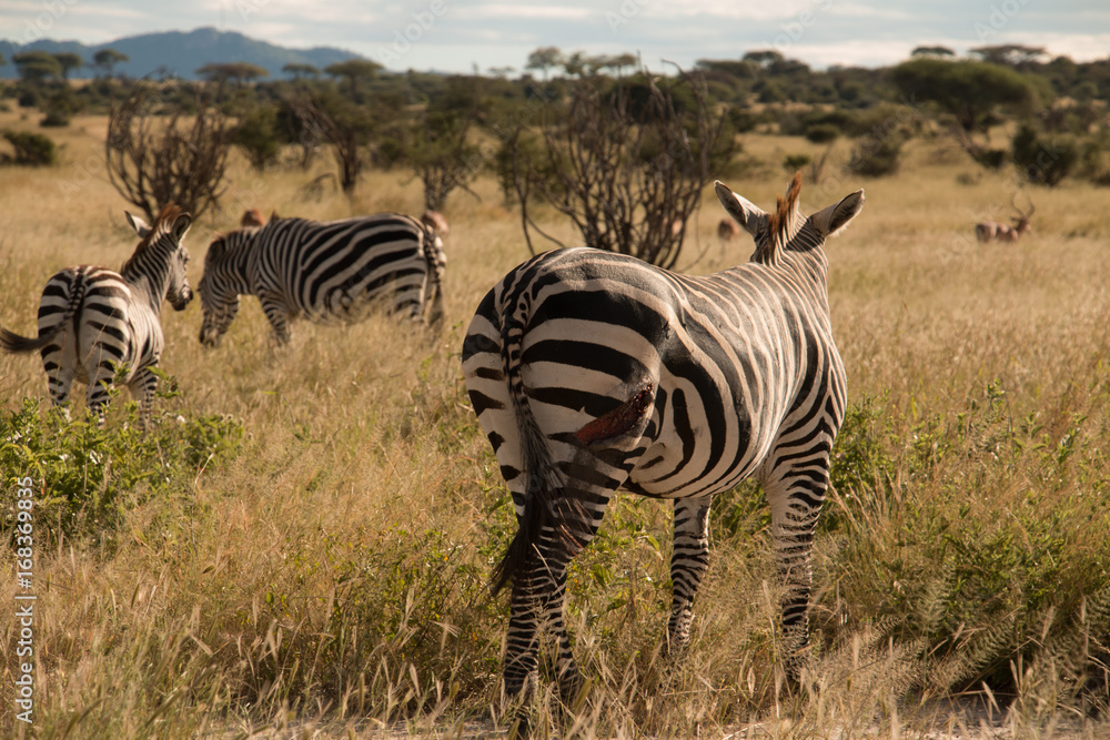 Obraz premium A wounded zebra in Ruaha National Park