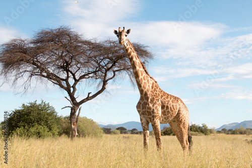 A large giraffe in a Ruaha National Park photo