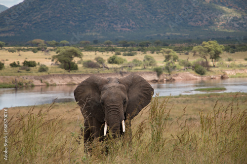 A large elephant in Ruaha National Park photo