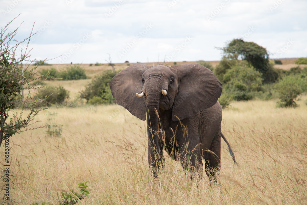 A large elephant in Ruaha National Park