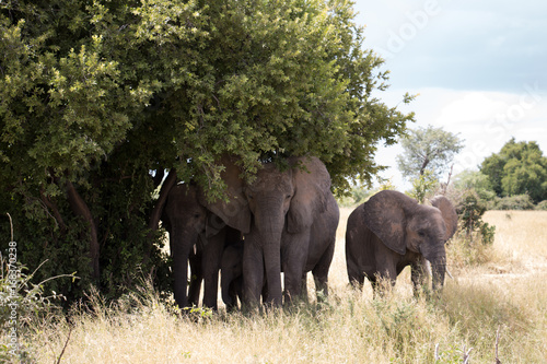 A herd of elephants under a tree shade in Ruaha National Park photo