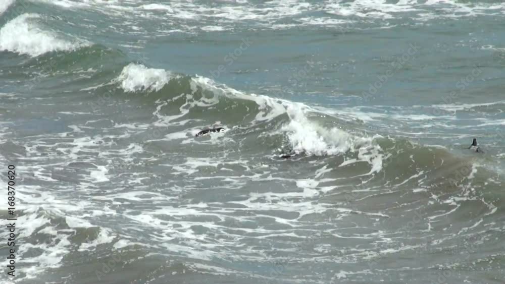 Magellanic Penguin colony of Punta Tombo, one of the largest in the world, Patagonia, Argentina Magellanic Penguin colony of Punta Tombo, one of the largest in the world, Patagonia, Argentina