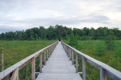 wood path bridge boardwalk green swamp landscape environment
