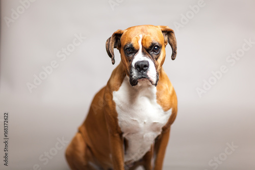 Boxer Dog Portrait on white background
