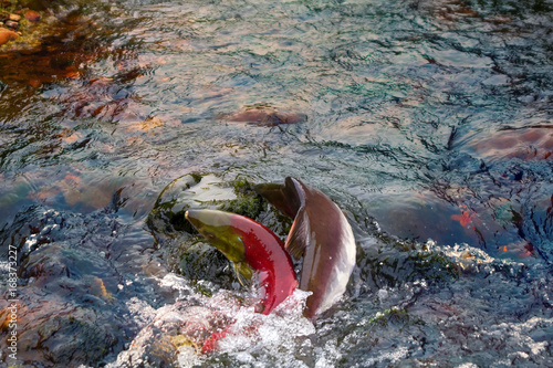 humpback salmon and blueback in shallow males photo