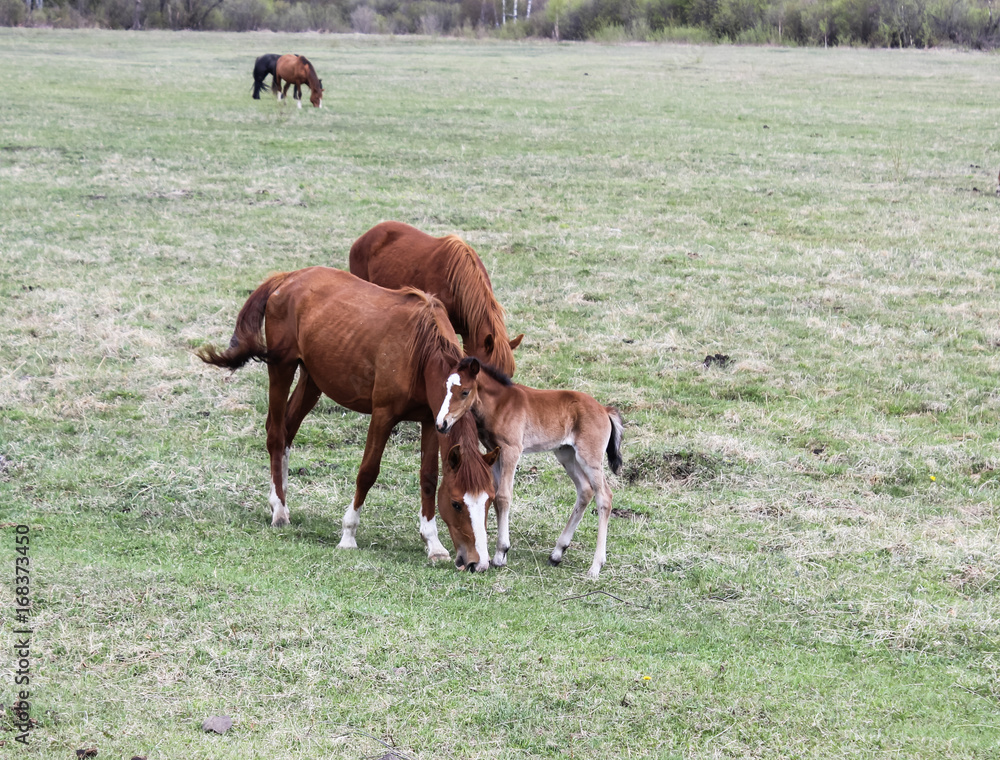Foal and horses . Foal and horses .