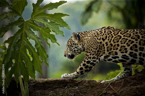 Tableau sur toile Jaguar (Panthera onca), Belize