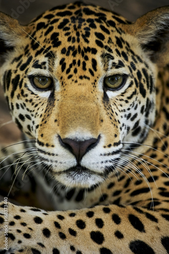 Jaguar (Panthera onca), Belize © Enrique