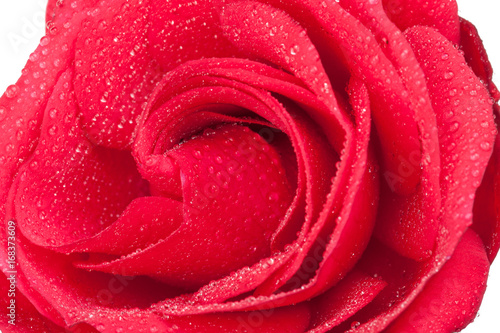 Fototapeta Naklejka Na Ścianę i Meble -  Red rose and water drops