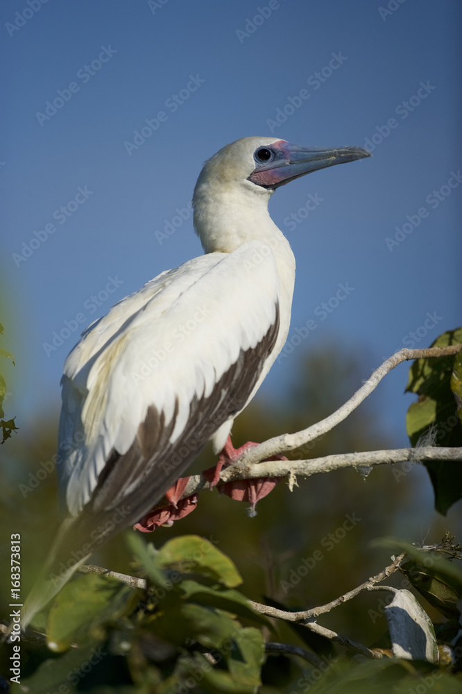 Red-footed Booby (Sula sula) white phase. Halfmoon Caye Audubon Sanctuary, Belize. Red-footed Booby (Sula sula) white phase. Halfmoon Caye Audubon Sanctuary, Belize.