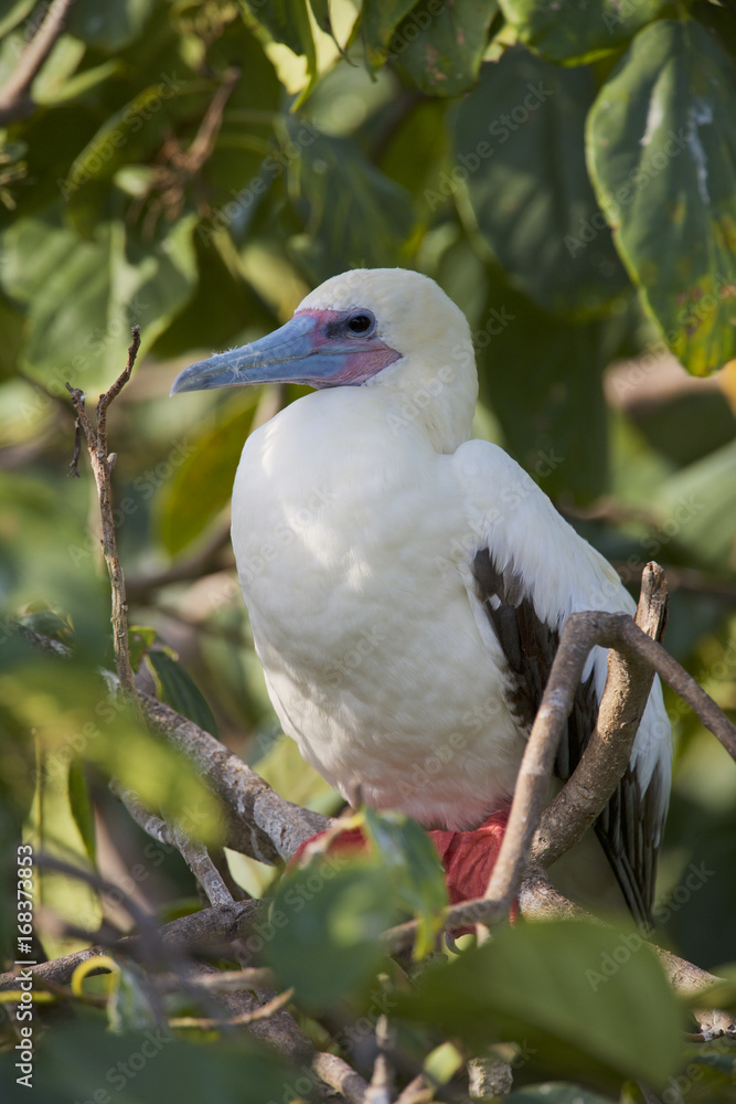 Red-footed Booby (Sula sula) white phase. Halfmoon Caye Audubon Sanctuary, Belize. Red-footed Booby (Sula sula) white phase. Halfmoon Caye Audubon Sanctuary, Belize.