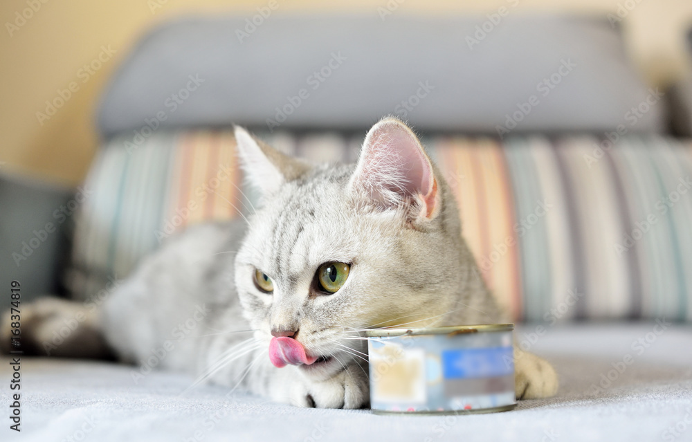 gray shorthair cat and food can