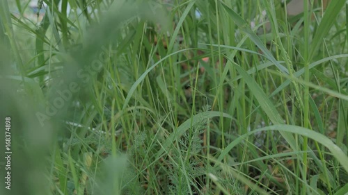 The one cat bengal walks on the green grass.