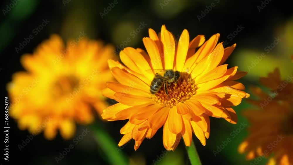 Bee on a orange marigold Bee on a orange marigold