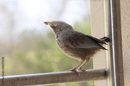 a bird holding on to an insect